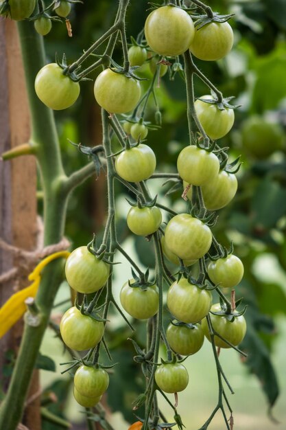 Beaucoup de tomates vertes sur un buisson dans une serre