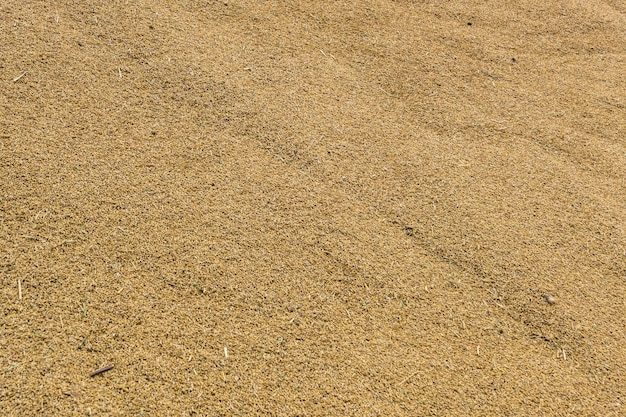 Beaucoup de triticale de blé dur rouge d'hiver ou de grain de seigle