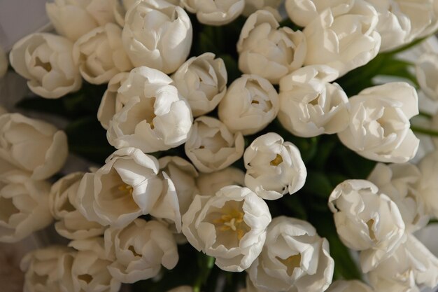 Beaucoup de tulipes blanches en pleine lumière du soleil fleurs ouvertes vue de dessus