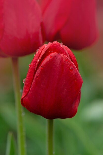 Beaucoup de tulipes rouges dans un champ Belle tulipe rouge dans un champ sur une ferme de tulipes Tulipes rouges poussant sur le terrain