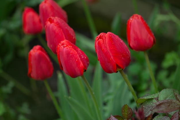 Beaucoup de tulipes rouges dans un champ Belle tulipe rouge dans un champ sur une ferme de tulipes Tulipes rouges poussant sur le terrain