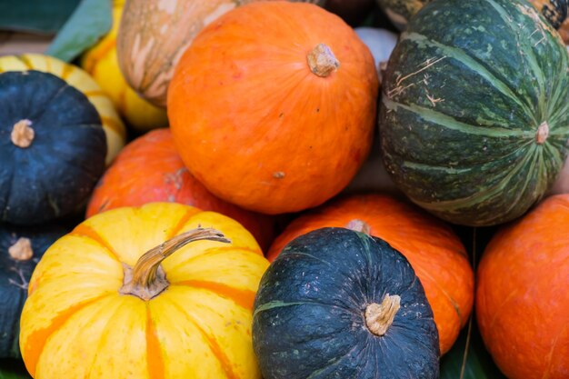 Beaucoup de type de citrouille orange mûre