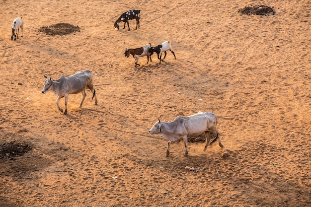 Photo beaucoup de vaches asiatiques sont difficiles.