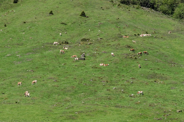 Beaucoup de vaches dans les montagnes