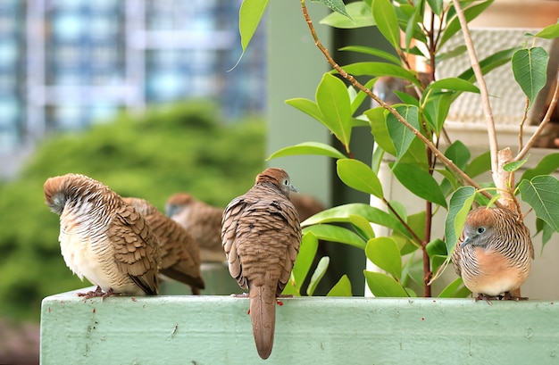 Beaucoup de zèbres sauvages se détendant au balcon