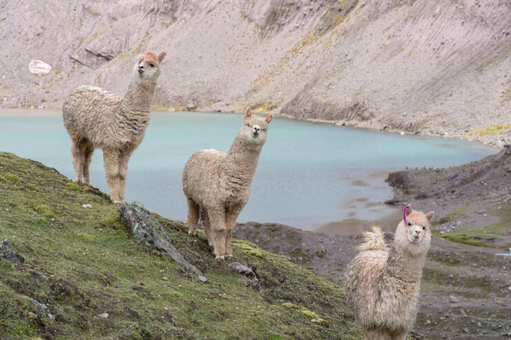 Photo la beauté des alpacas