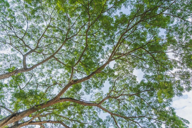 Photo la beauté des arbres vue d'en bas