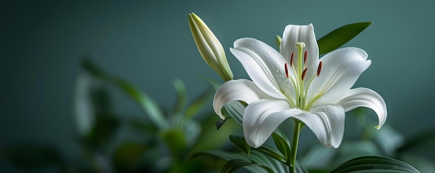 La beauté autonome d'un lis blanc dans un cadre paisible Concept de lis blanc beauté autonome photographie de fleurs de cadre paisible