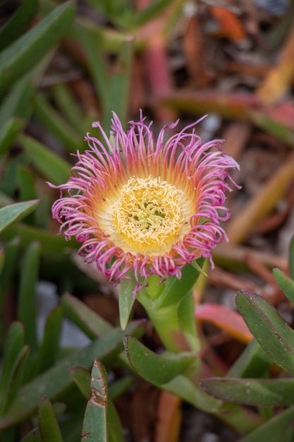 La beauté botanique de Mesembryanthemum dans la nature