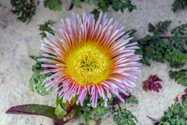 La beauté botanique de Mesembryanthemum dans la nature