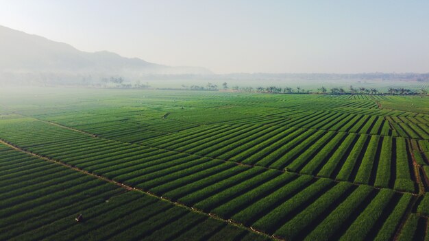 La beauté des champs d'oignons le matin