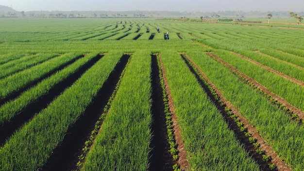 La beauté des champs d'oignons le matin