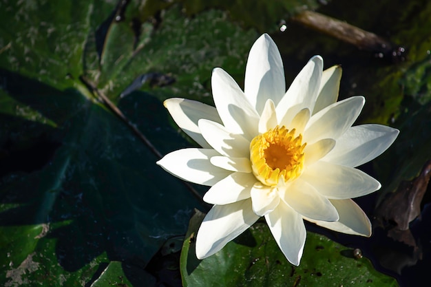 La beauté du lotus blanc Bloom dans les étangs