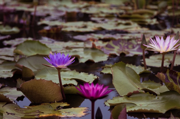 La beauté du lotus dans l&#39;étang