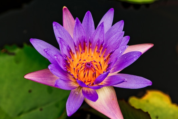 La beauté du lotus dans l&#39;étang