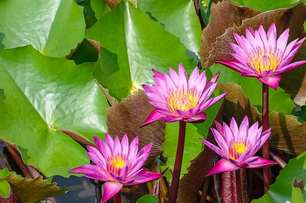 La beauté du lotus rose dans les étangs