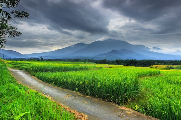 La beauté du matin avec une vue panoramique sur les rizières vertes avec un ciel noir nuageux à Bengkulu.