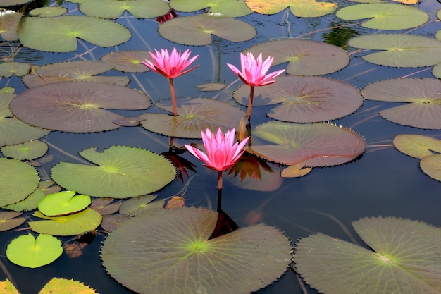 La beauté de l&#39;eau de l&#39;étang de lotus.