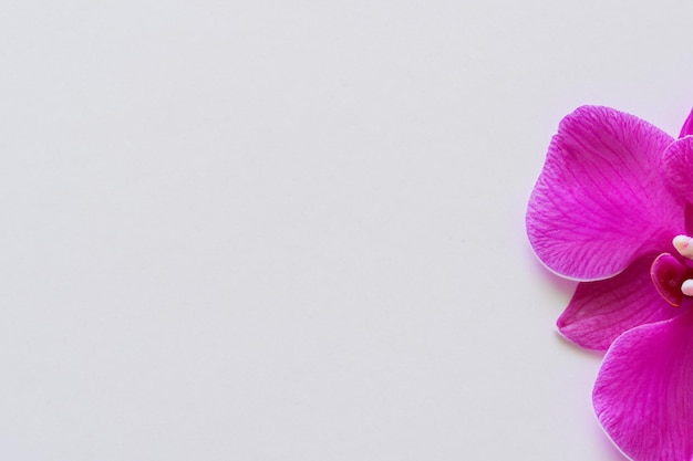 Beauté élégante orchidée rose sur papier vierge