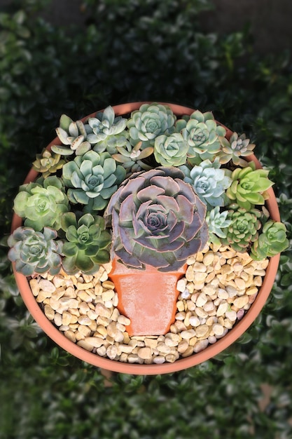 beauté de l'ensemble de plantes succulentes, vue en gros plan