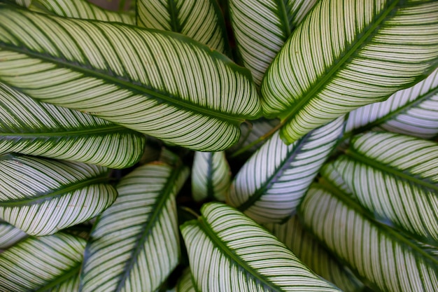 Photo la beauté des feuilles vertes dans la nature le fond naturel