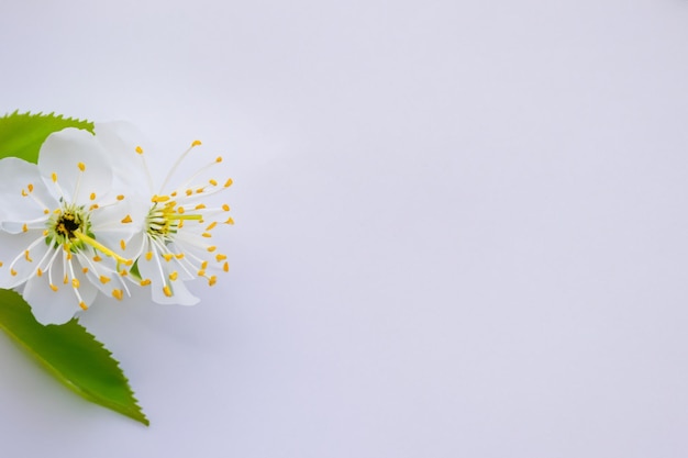 Beauté de fleurs de cerisier blanc sur papier vierge