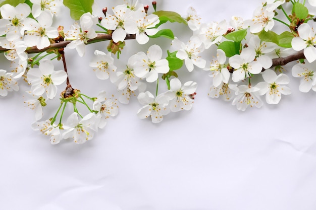 Beauté de fleurs de cerisier blanc sur papier vierge