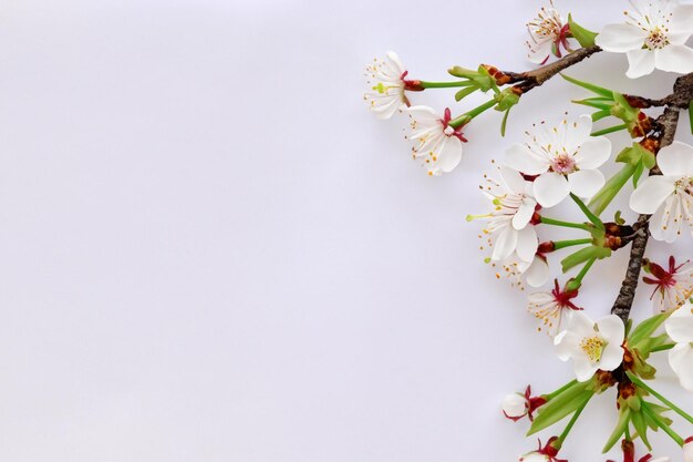 Beauté des fleurs de cerisier sur papier vierge pour maquette