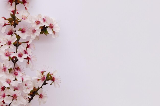 Beauté des fleurs de cerisier sur papier vierge pour maquette