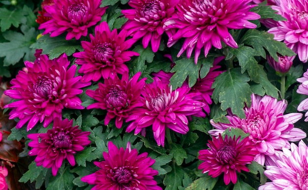 La beauté des fleurs de chrysanthèmes roses