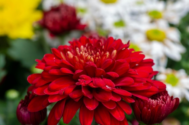 La beauté des fleurs de chrysanthèmes rouges