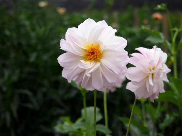 La beauté des fleurs de dahlia à la ferme verte.