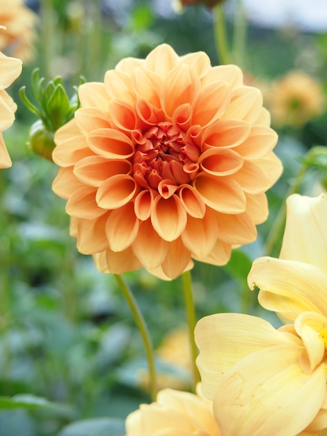 La beauté des fleurs de dahlia à la ferme verte.