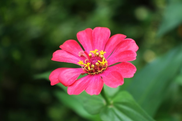 la beauté des fleurs dans le jardin après la pluie