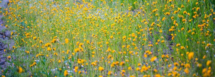 Photo la beauté en fleurs une image captivante en 4k ultra hd du champ de fleurs du début du printemps à arvin en californie
