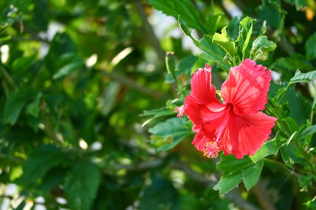 beauté fleurs rouges feuilles vertes dans le jardin