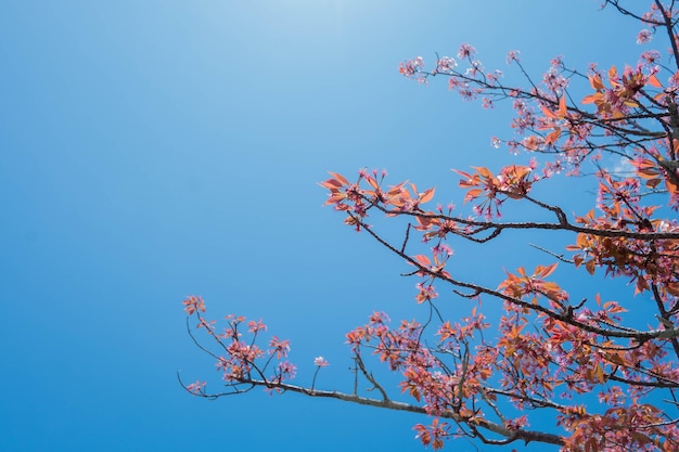 Beauté floraison fleur cerisier rose sakura fleur dans le ciel bleu vif avec nuage au printemps et en été nature jolie plante de pétale floral frais avec fond bleu sur la lumière du soleil extérieure journée ensoleillée