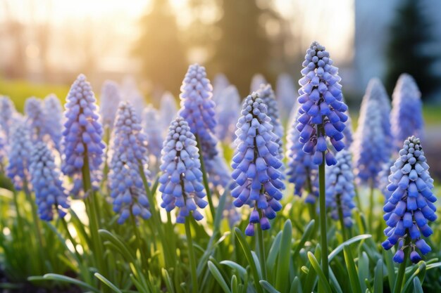 Photo la beauté de la floraison les fleurs captivantes de muscari armeniacum sur un décor sombre et pittoresque