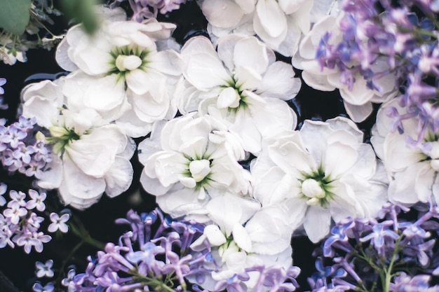 Beauté florale en fleurs