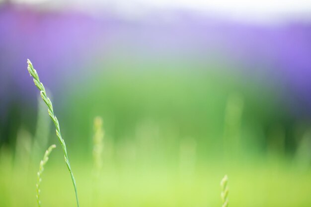 La beauté floue embrasse le fond naturel défoulé