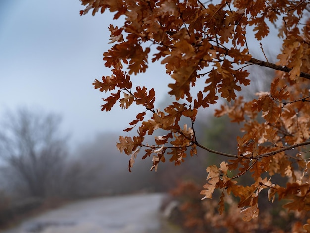 La beauté d'une forêt brumeuse d'automne