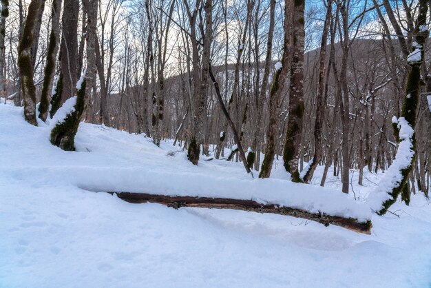 La beauté de la forêt d'hiver