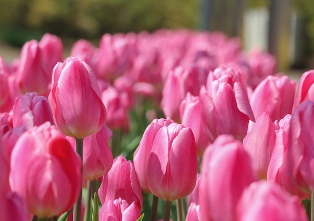 Beauté fraîcheur naturelle douce tulipe rose fond de terre de champ de fleurs.