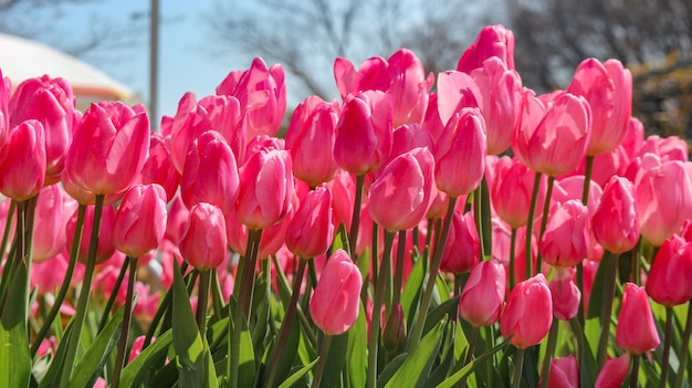 Beauté fraîcheur naturelle douce tulipe rose fond de terre de champ de fleurs.