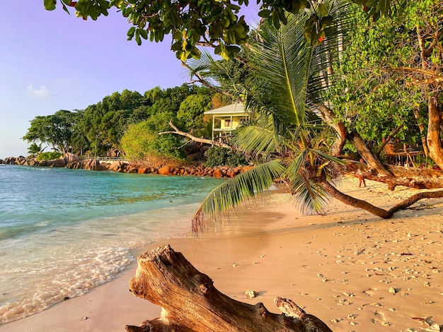 La beauté de la Guadeloupe plage vierge où les eaux turquoises rencontrent le sable blanc doux paradis tropical