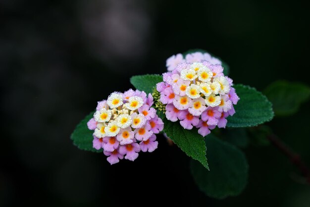 Photo la beauté indomptée d'une fleur sauvage