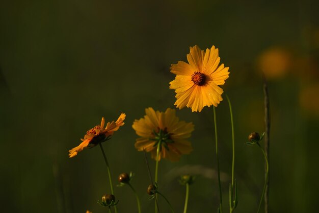 Photo la beauté indomptée d'une fleur sauvage