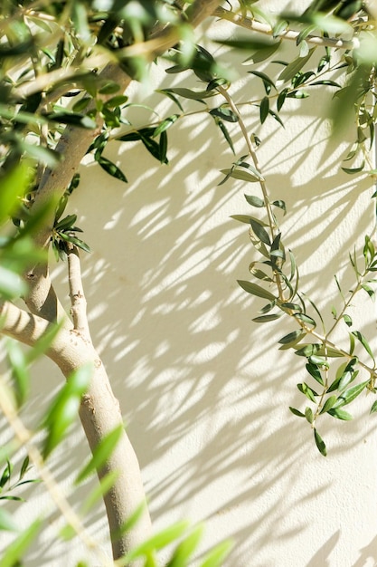 La beauté d'un jardin verdoyant