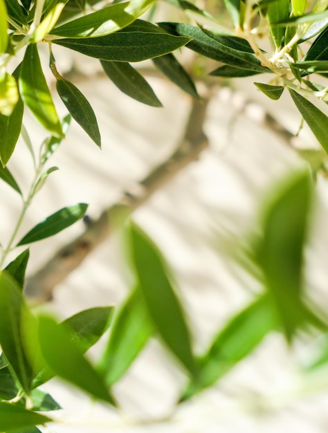 La beauté d'un jardin verdoyant