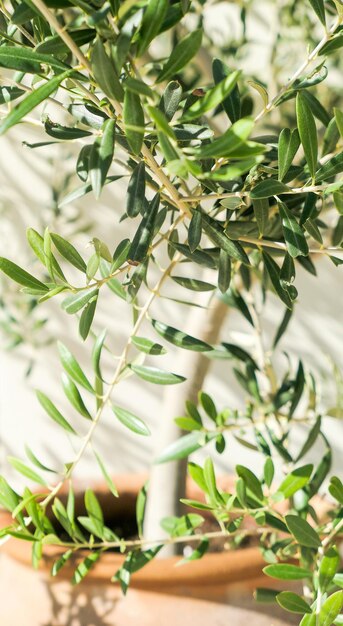 La beauté d'un jardin verdoyant